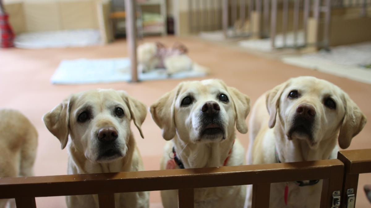 公益財団法人 北海道盲導犬協会 老犬ホームへの寄付