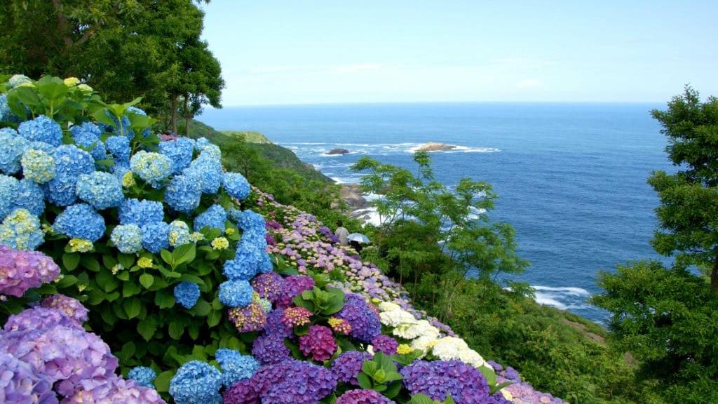 桃源郷岬のアジサイ