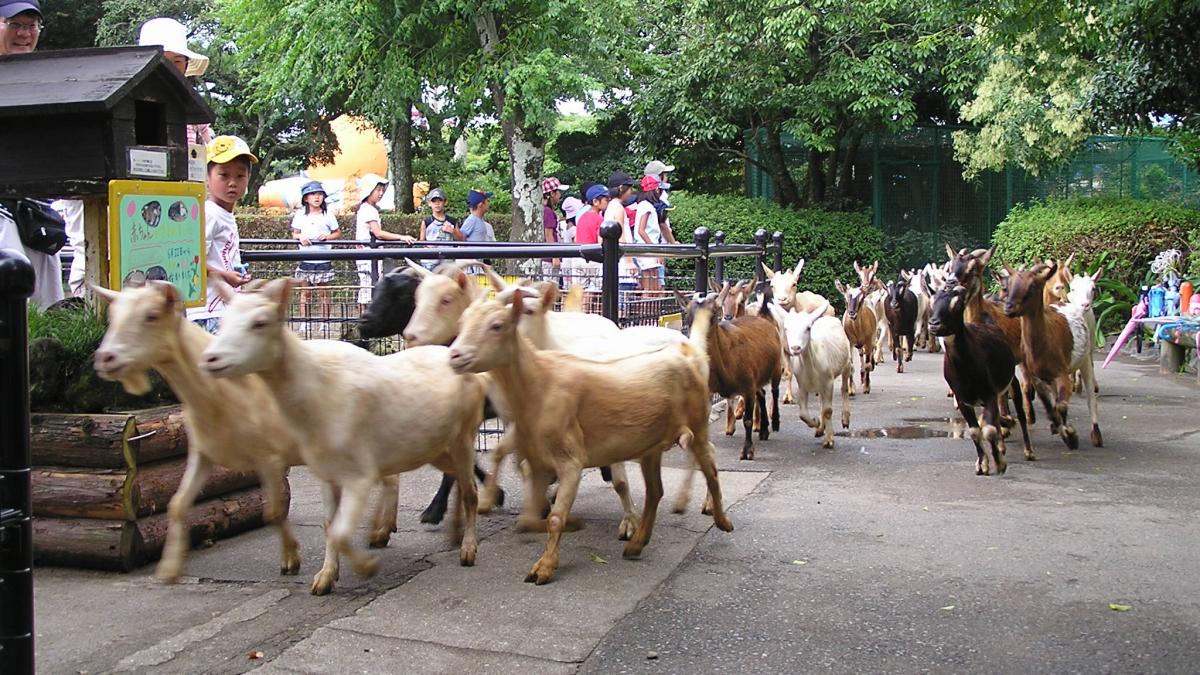宮崎市フェニックス自然動物園