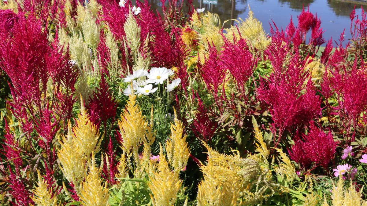 フローランテ宮崎「秋のフローラル祭」