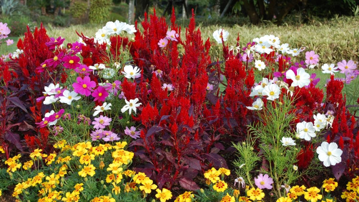 【宮崎市】フローランテ宮崎「秋のフローラル祭」