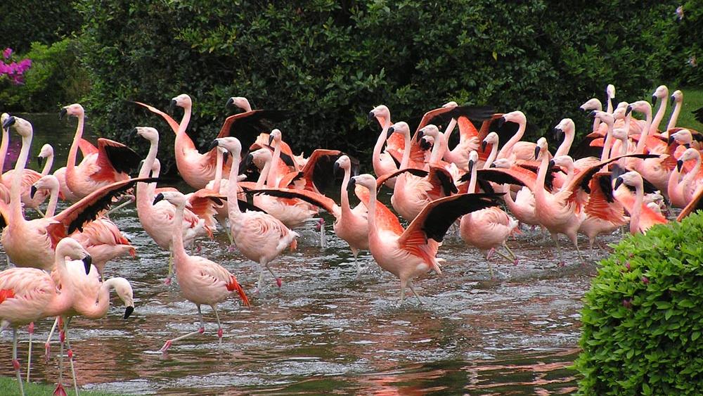 宮崎市フェニックス自然動物園