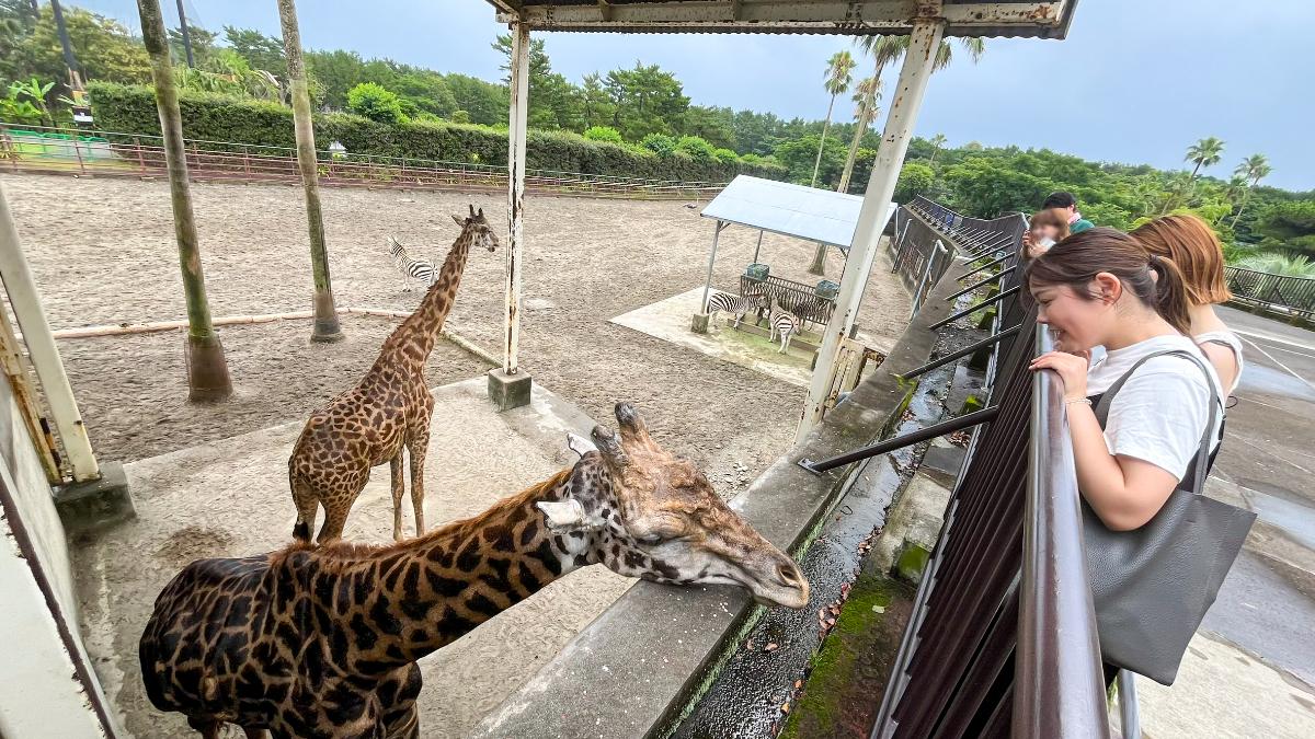 宮崎市フェニックス自然動物園体験記