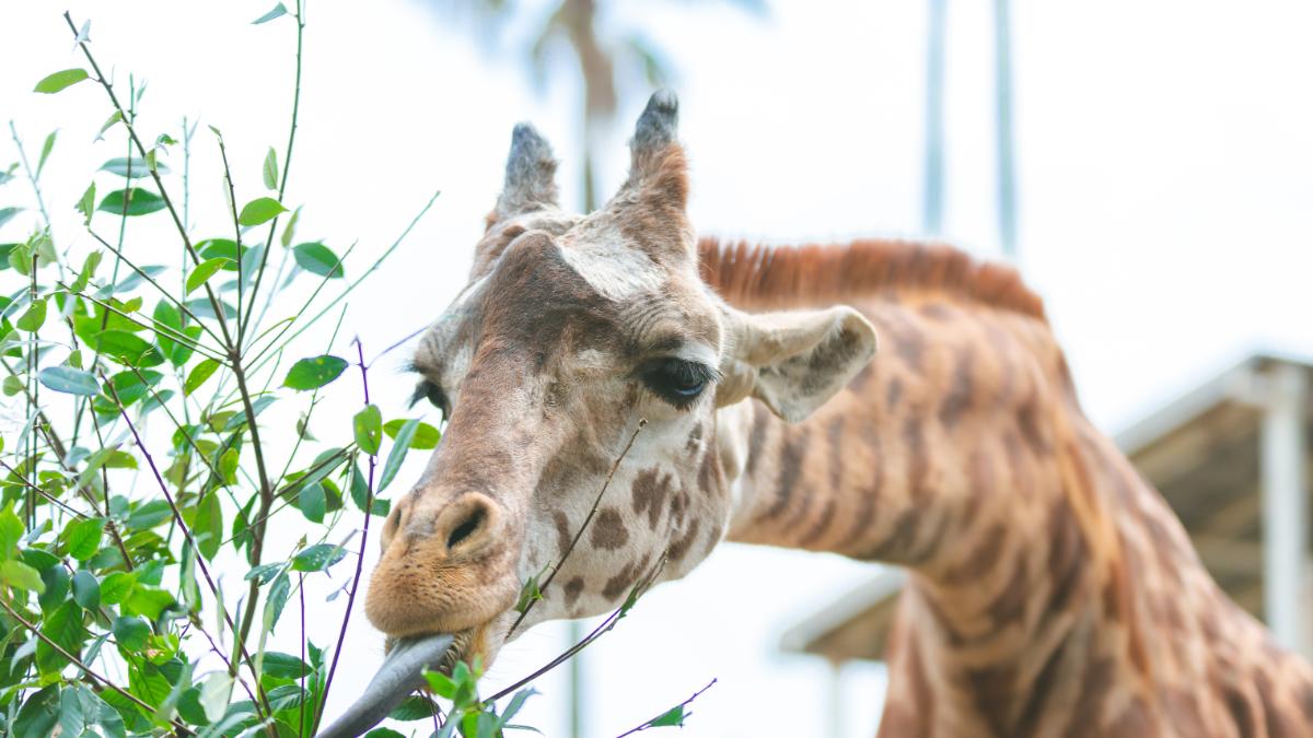 宮崎市フェニックス自然動物園