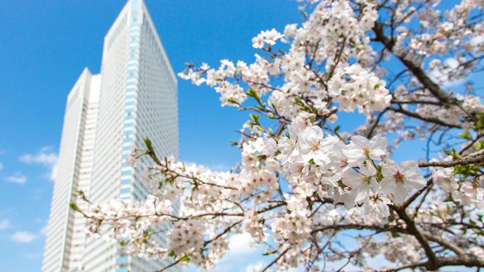 シェラトンと桜