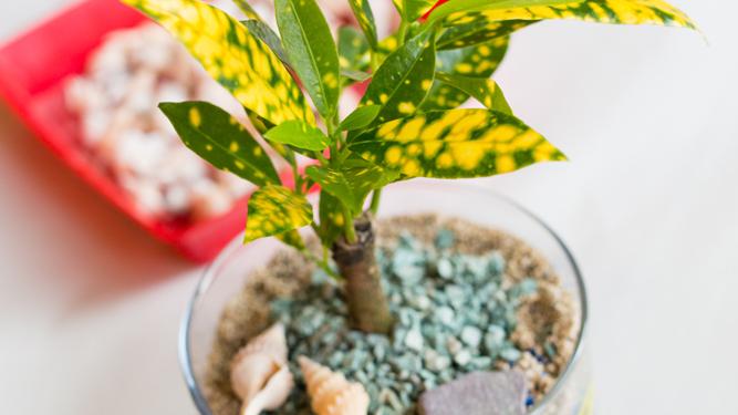 植物アート体験